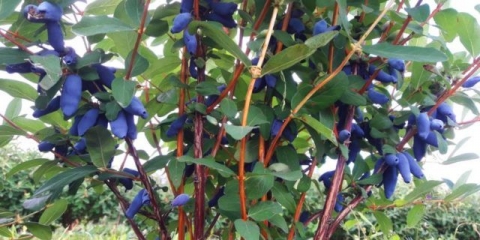 Presađujemo orlovi nokti: u jesen, proljeće i ljeto